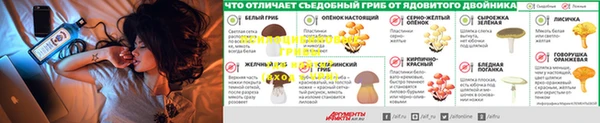шишки Алзамай