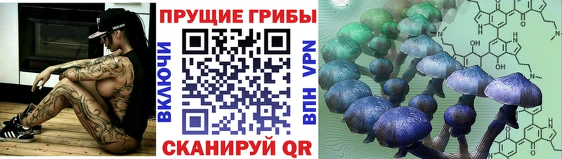 как найти закладки  Шахунья  Галлюциногенные грибы Psilocybe 